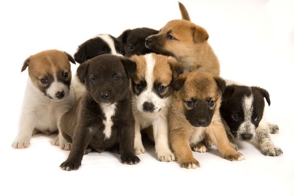 Riccione. Cinque cuccioli di cane abbandonati in un cassonetto