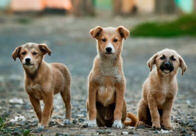 Questa domenica open day al Canile di Riccione per trovare casa a 17 cuccioli