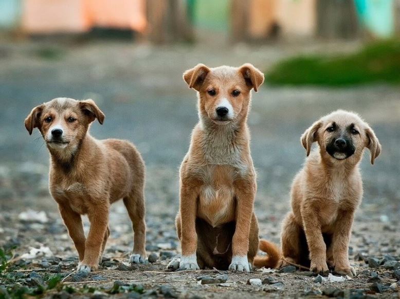 Rimini. Quattro cuccioli di cane cercano casa, questo sabato open day al canile “Stefano Cerni”