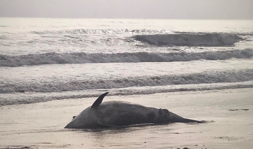 Trovato morto un grosso delfino sulla spiaggia di Rimini
