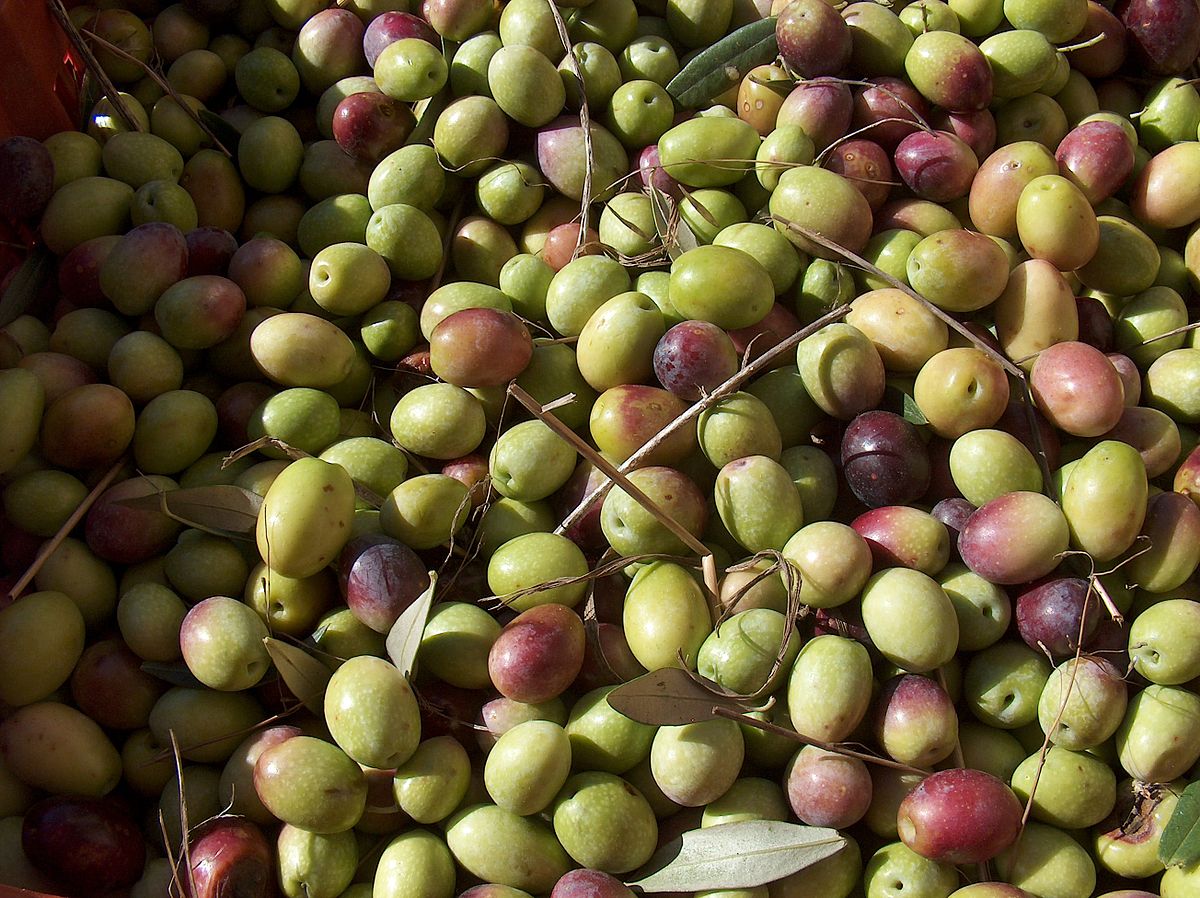 Fiera dell’oliva a Coriano, siglato il patto per tutelare le eccellenze locali
