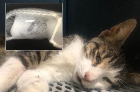 Gatto ucciso da un dardo di balestra a Monte Colombo