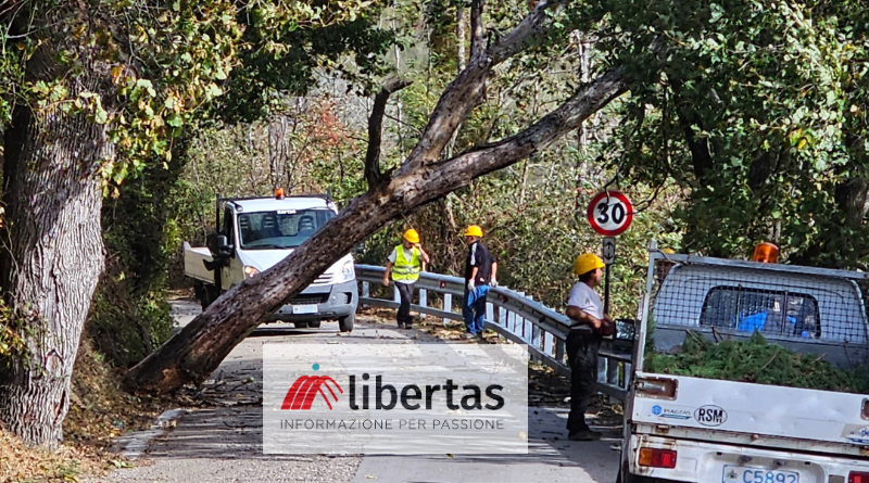 San Marino. Scampati per miracolo alla caduta di un albero, ora chiedono più manutenzione