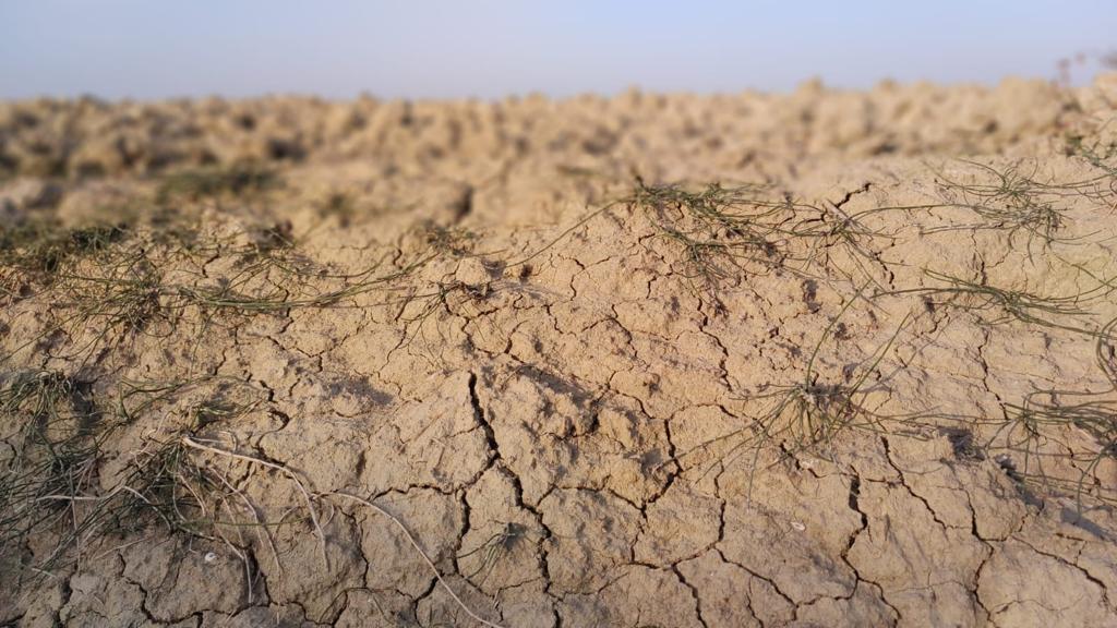 Ottobre caldo in Romagna, l’allarme di Legacoop: “Rischio forti danni all’agricoltura”