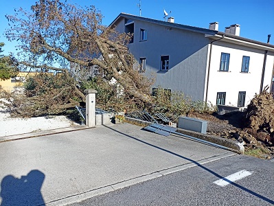 San Marino, Ca’ Rigo. Un grossa quercia si abbatte davanti all’ingresso di una palazzina