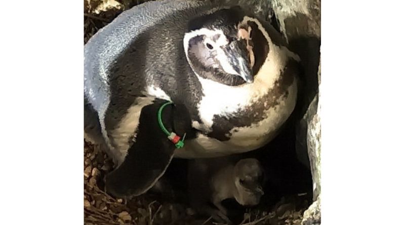 Fiocco azzurro all’acquario di Cattolica per la nascita di un baby pinguino di Humboldt