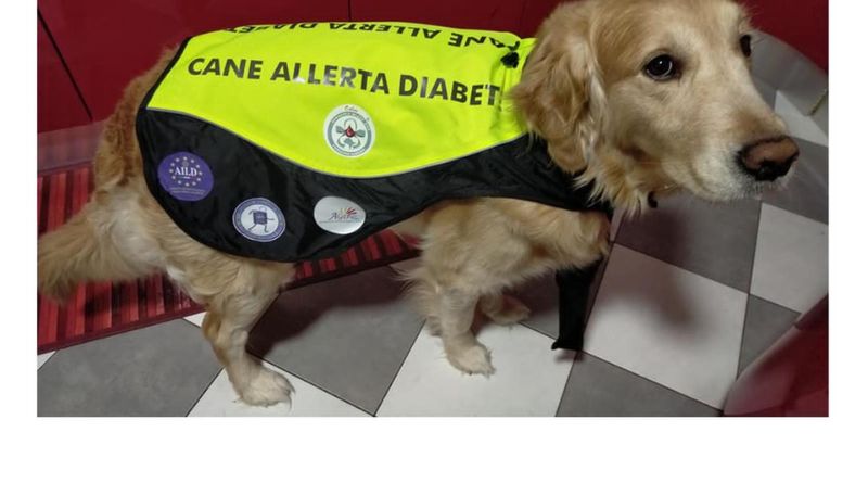 San Marino. Un cane addestrato in aiuto dei minori diabetici: al via il progetto