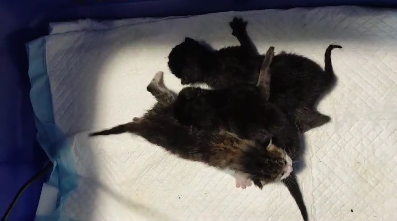 Tra gattini appena nati salvati da una donna che passeggiava a Rimini. Erano chiusi in una busta di plastica