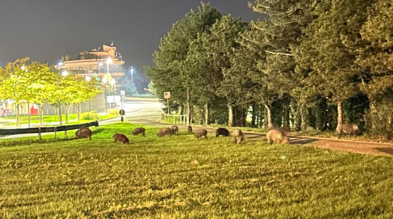 San Marino. Branco di cinghiali tra Cailungo e Serravalle, raffica di segnalazioni. Scatta la battuta nelle aree protette